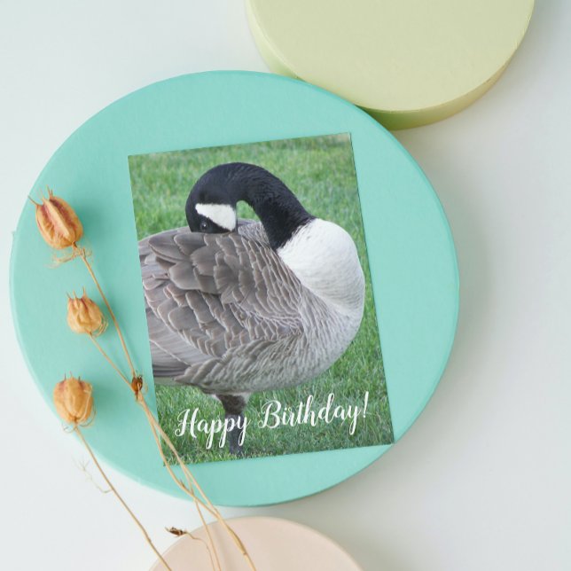 Shy Canada Goose Wildlife Birthday Card (In Situ)