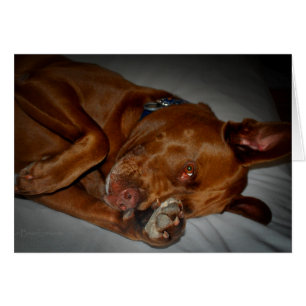 Shy Chocolate Lab Pit Mix Dog