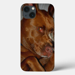 Shy Chocolate Lab Pit Mix Dog iPhone 13 Case