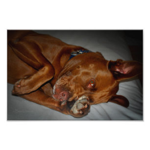 Shy Chocolate Lab Pit Mix Dog Photo Print