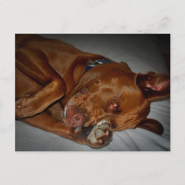 Shy Chocolate Lab Pit Mix Dog Postcard (Front)