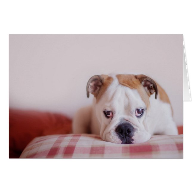 Shy English Bulldog Puppy (Front Horizontal)