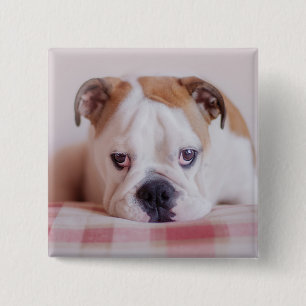 Shy English Bulldog Puppy 15 Cm Square Badge