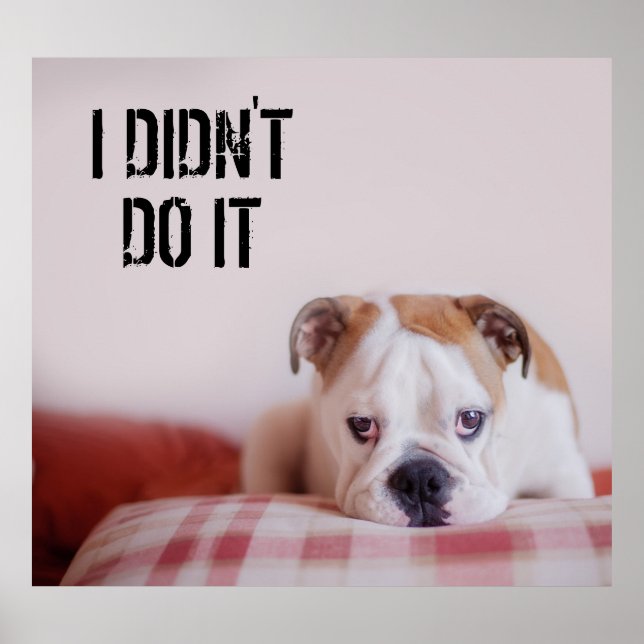 Shy English Bulldog Puppy Poster (Front)