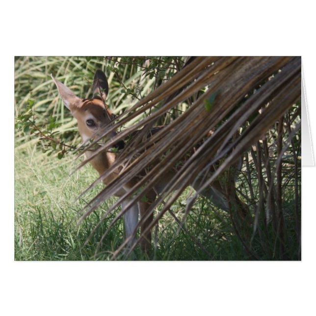 Shy Fawn (Front Horizontal)