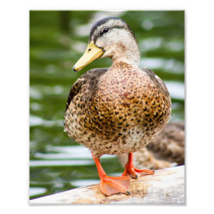 Shy Female Female Mallard Photo Print