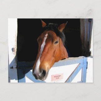 Shy Horse Postcard