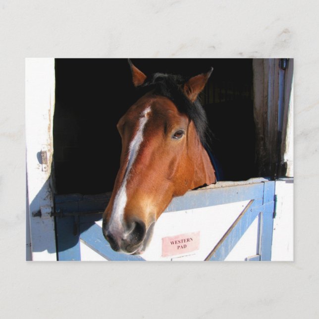 Shy Horse Postcard (Front)