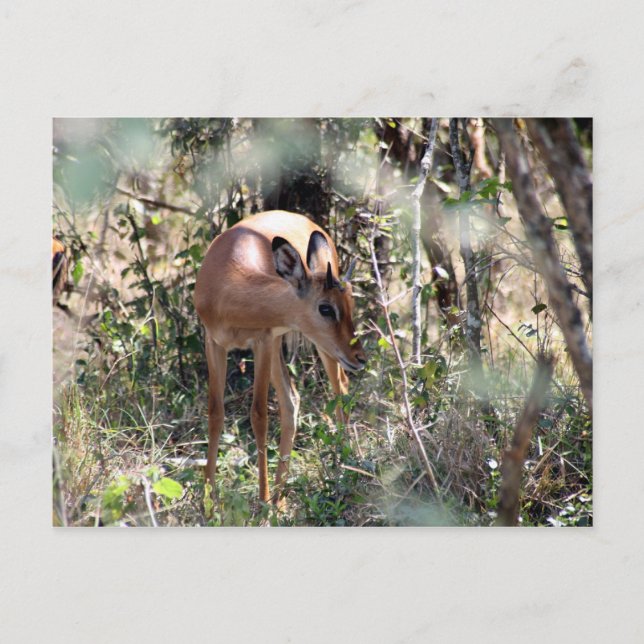 shy impala postcard (Front)