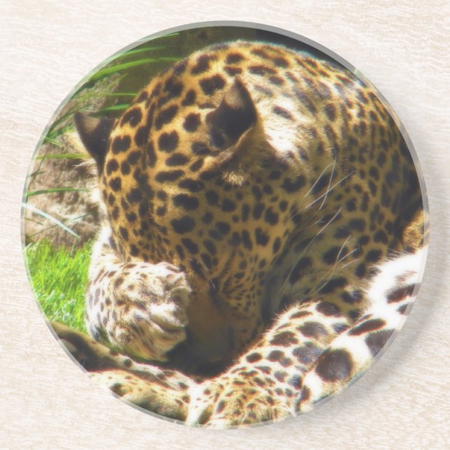 Shy Leopard Coaster (Front)