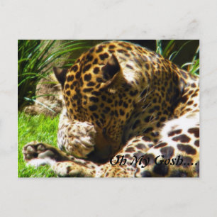Shy Leopard Forget Me Not Postcard