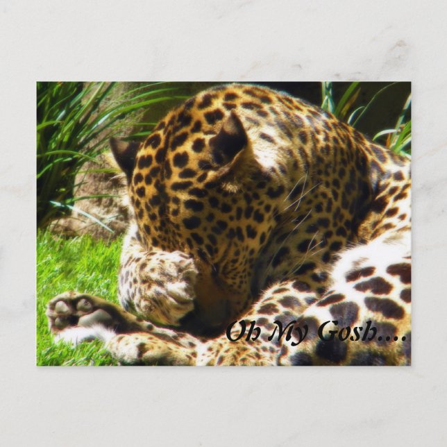 Shy Leopard Forget Me Not Postcard (Front)