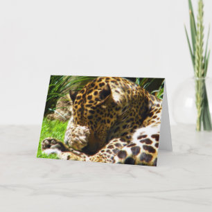 Shy Leopard Holiday Card