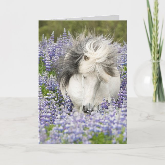 Shy Lupine Mare Horse Greeting Card (Front)