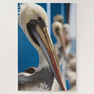 Shy pelican on the beach jigsaw puzzle