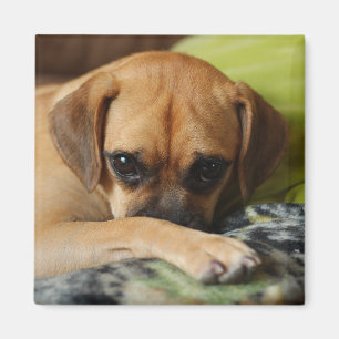 Shy puggle magnet