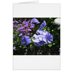 Shy Purple Pansies