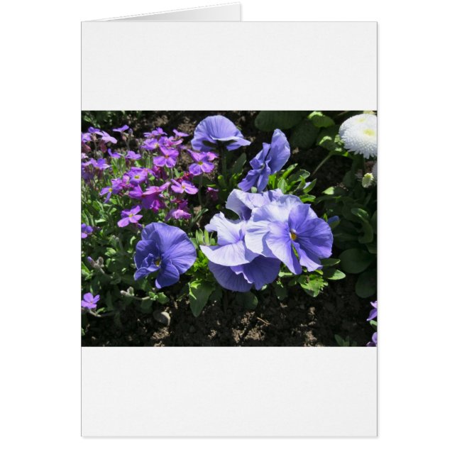 Shy Purple Pansies (Front)