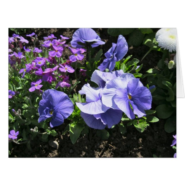 Shy Purple Pansies Big (Front Horizontal)