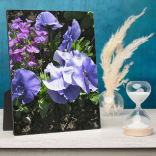 Shy Purple Pansies Plaque