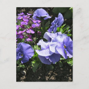 Shy Purple Pansies Postcard