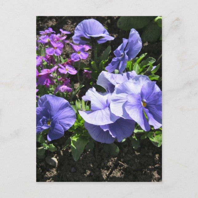 Shy Purple Pansies Postcard (Front)