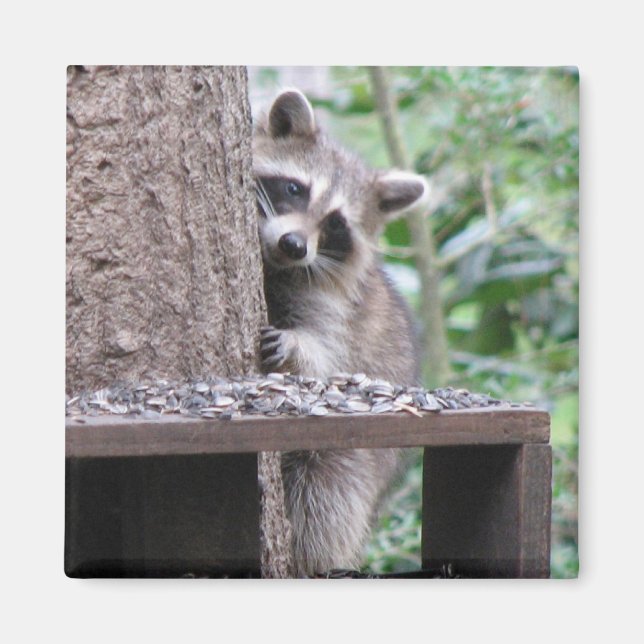 Shy Racoon Magnet (Front)