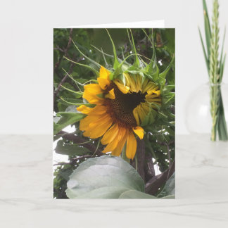Shy Sunflower Note Card