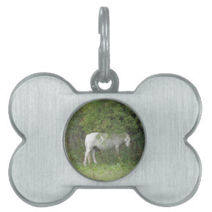 Shy White Horse Pet Tag