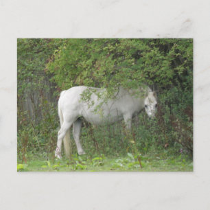 Shy White Horse Postcard
