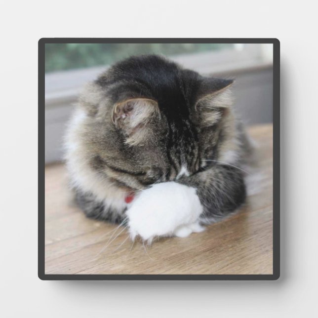 Shy Zorro Kitty Photo Plaque (Front)