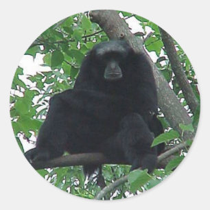Siamang Gibbon Classic Round Sticker