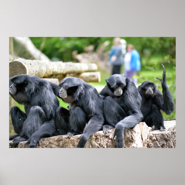 Siamang Gibbon family relaxing in fota wildlife pa Poster (Front)