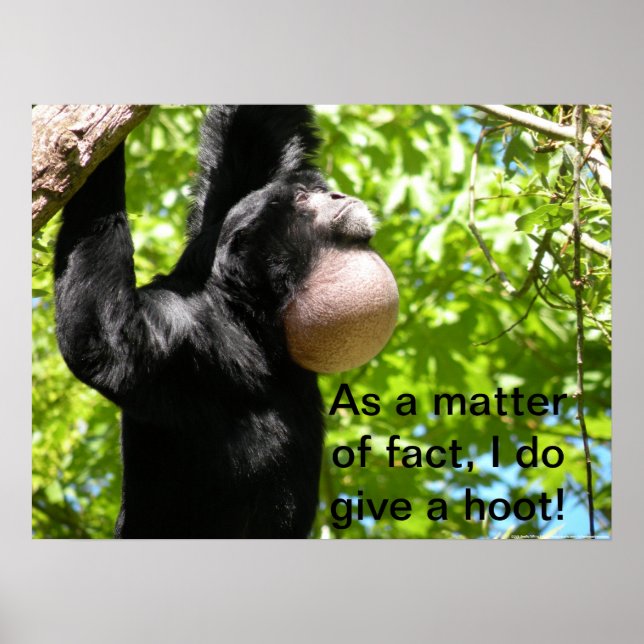 Siamang Gives a Hoot Poster (Front)
