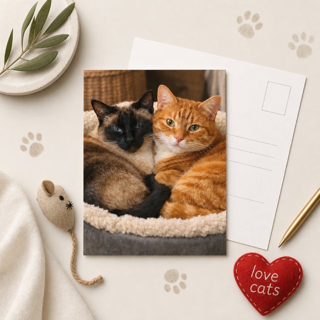 Siamese and Ginger Cute Cats  Postcard (Creator Uploaded)