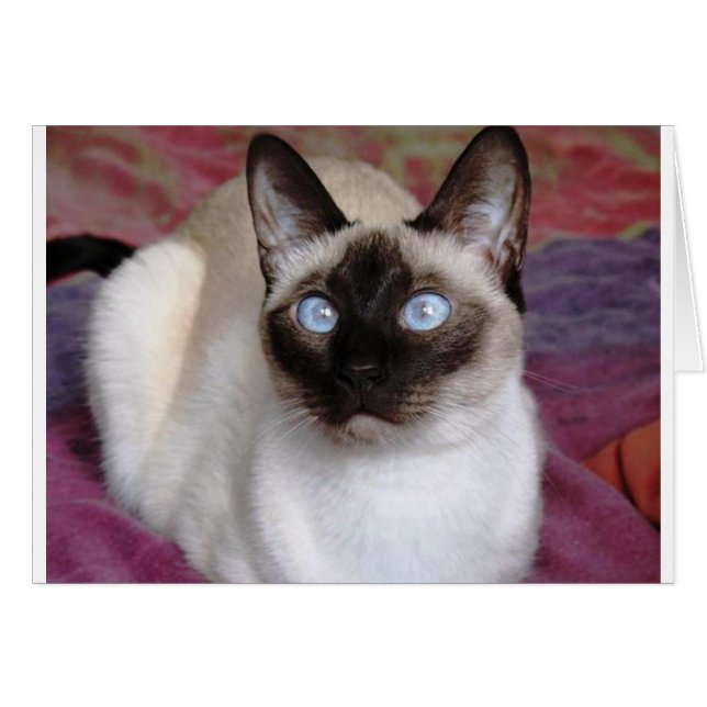 SIAMESE BEAUTY (Front Horizontal)
