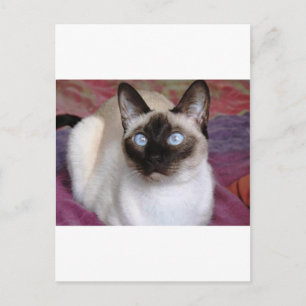 SIAMESE BEAUTY POSTCARD