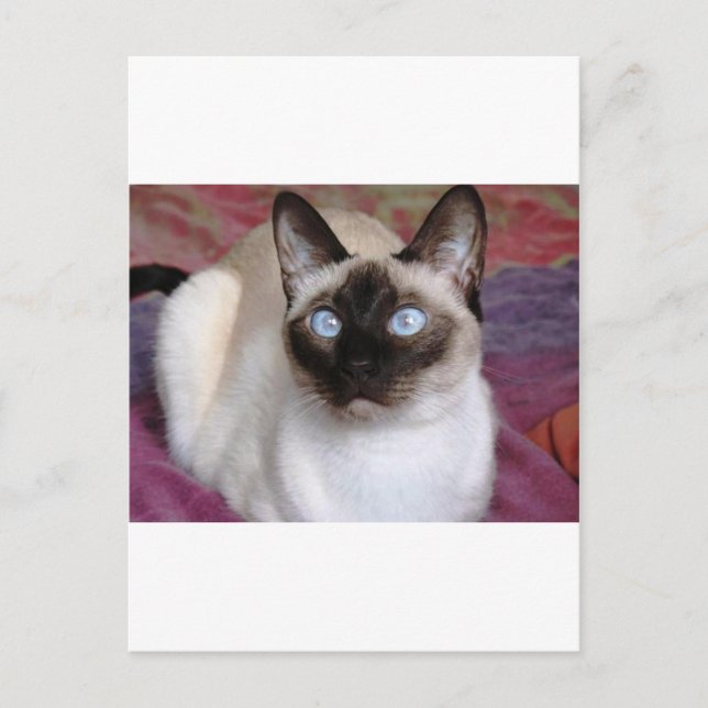SIAMESE BEAUTY POSTCARD (Front)