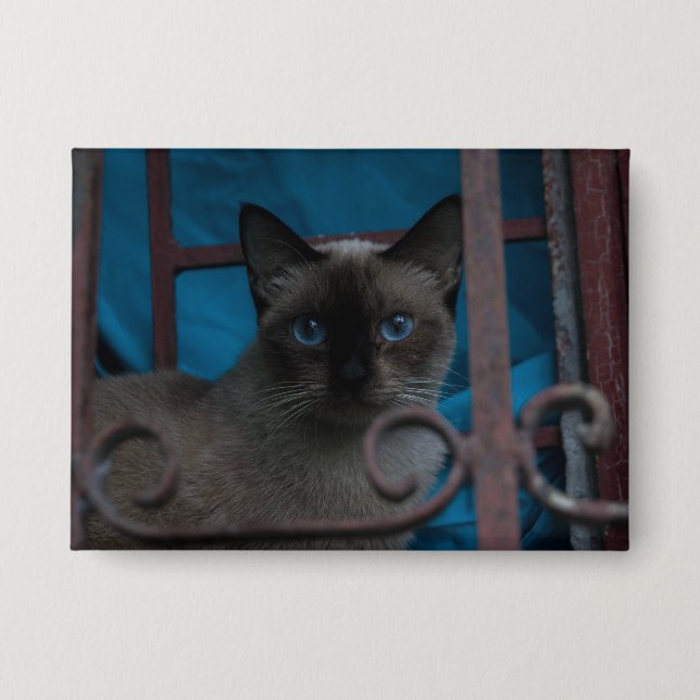 Siamese Cat (Front)