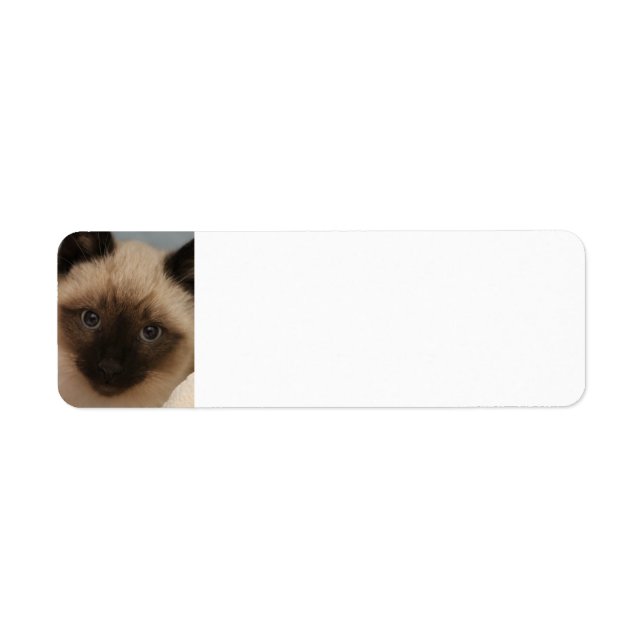 Siamese cat address labels (Front)
