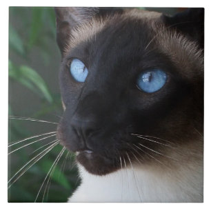 Siamese Cat Blue Eyes Ceramic Tile