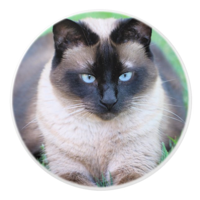 Siamese cat ceramic knob (Front)