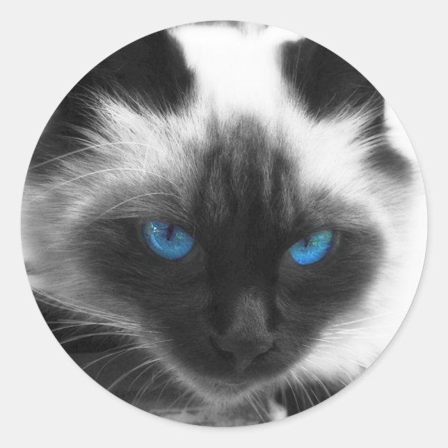 Siamese Cat Classic Round Sticker (Front)