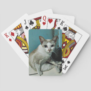 Siamese Cat Friend Playing Cards
