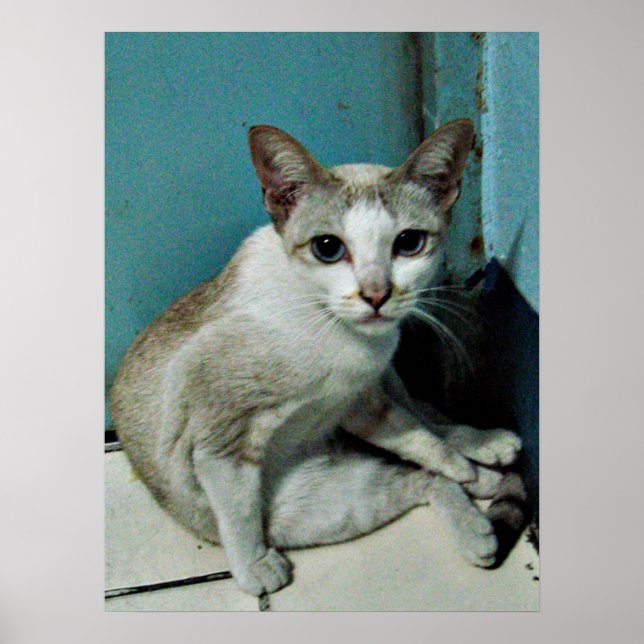 Siamese Cat Friend Poster (Front)