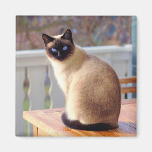 Siamese Cat
