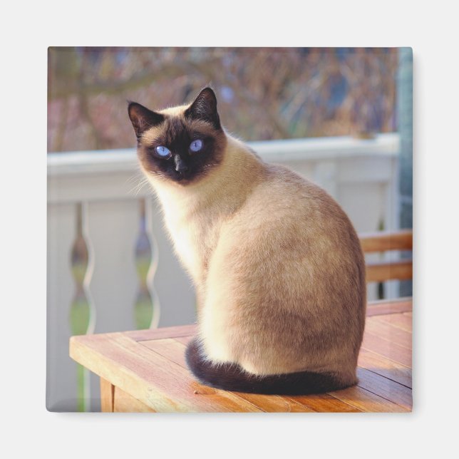 Siamese Cat Magnet (Front)