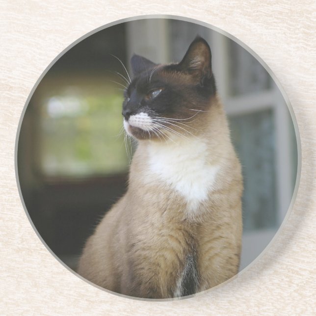 Siamese Cat on the Porch Coaster (Front)