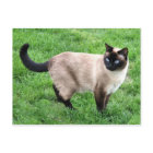 Siamese Cat Pet Purr Meow Kitty Destiny Art
