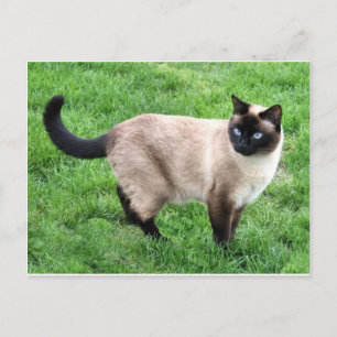 Siamese Cat Pet Purr Meow Kitty Destiny Art Postcard